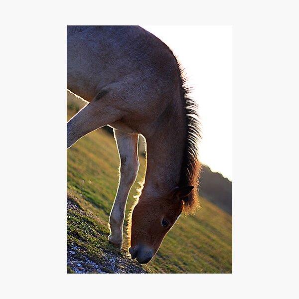 Item preview, Foal designed and sold by Ben Luck.