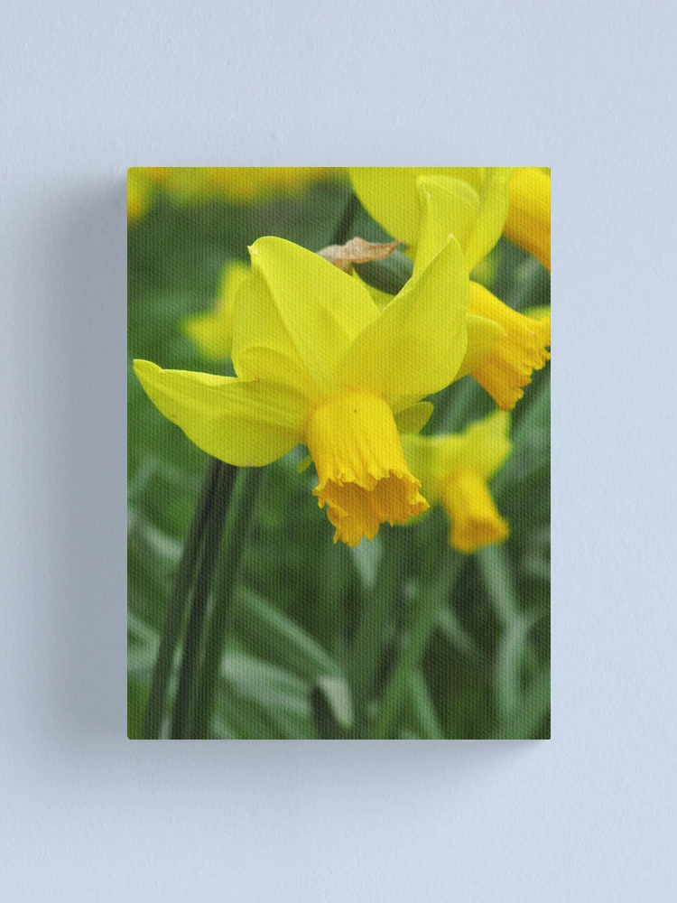 Imagen 1 de 3, Lienzo con la obra Heralding Spring!, diseñada y vendida por Patsy Smiles.