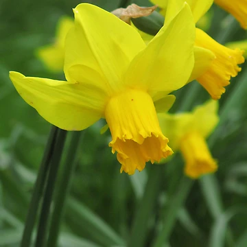 Artwork thumbnail, Heralding Spring! by Patsy Smiles