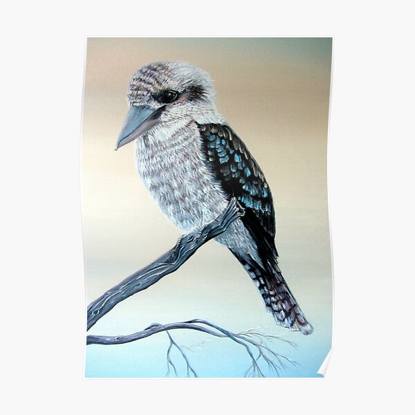 Kookaburra Poster
