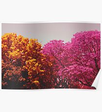 two colours Poster