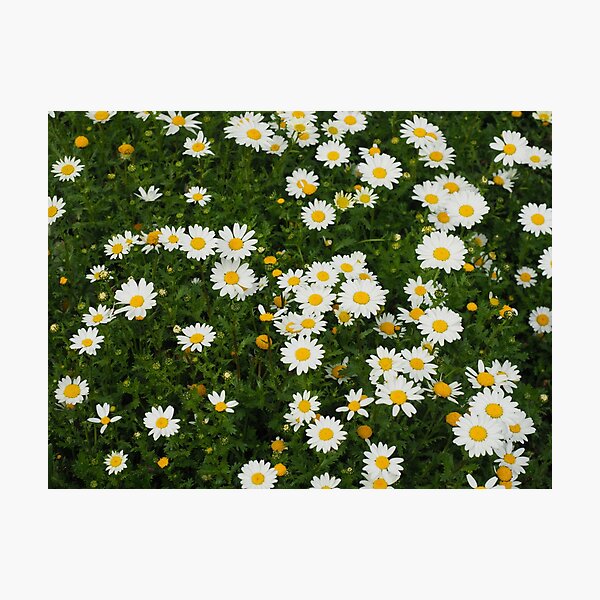 Floriade Daisies Photographic Print