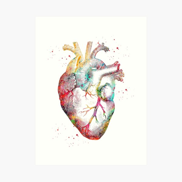 Anatomy Art Prints Redbubble