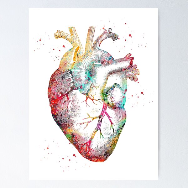 Simple Human Heart Diagram Sticker by Vintage Anatomy Prints - Fine Art  America