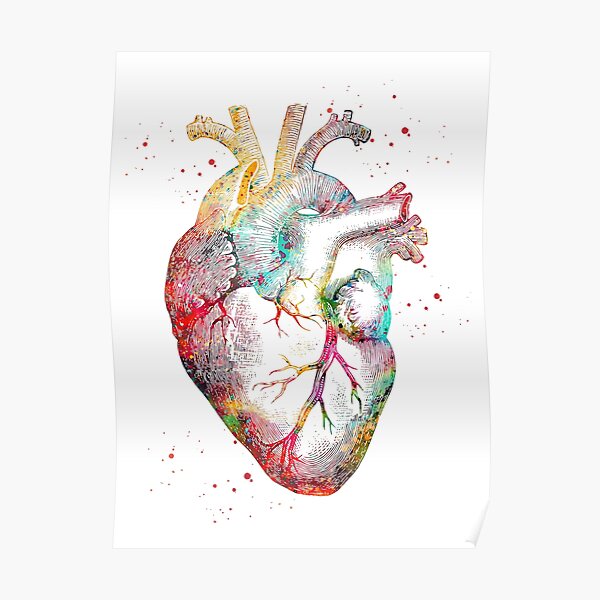 Human Heart Poster