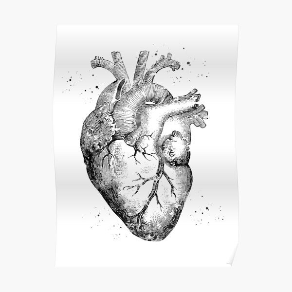 Human Heart Poster