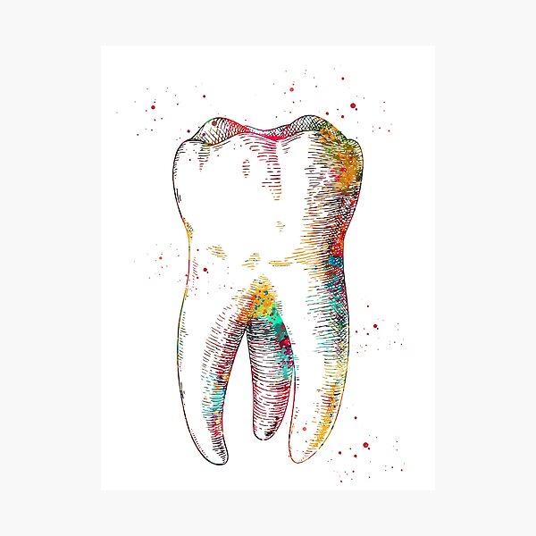 Human tooth Photographic Print