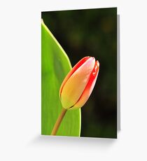 Tulip Greeting Card