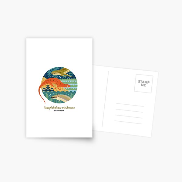 The Circles of Life: Eastern Newt Postcard
