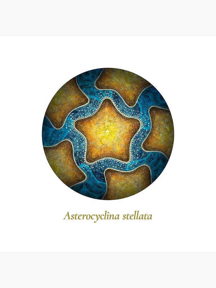 The Circles of Life: Asterocyclina stellata by franzanth