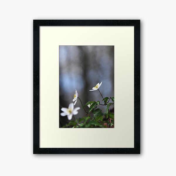 Aperçu de l'œuvre Forest anenomes créée et vendue par Heather Thorsen.