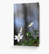 Forest anenomes Greeting Card