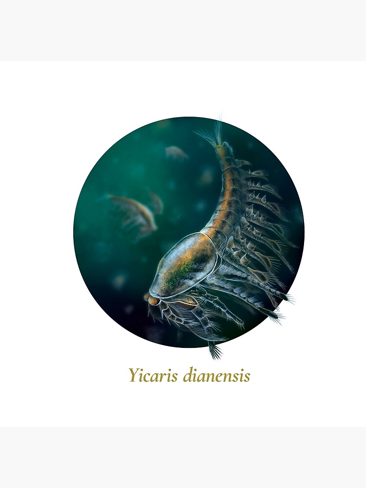 The Circles of Life: Yicaris dianensis by franzanth