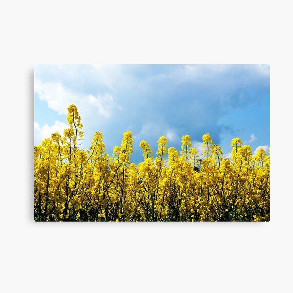Yellow and Blue Canvas Print