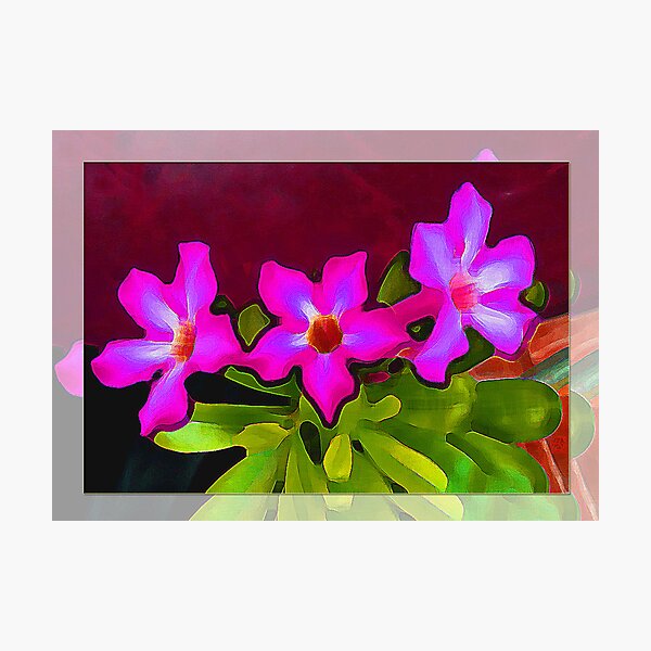 Three flowers Photographic Print