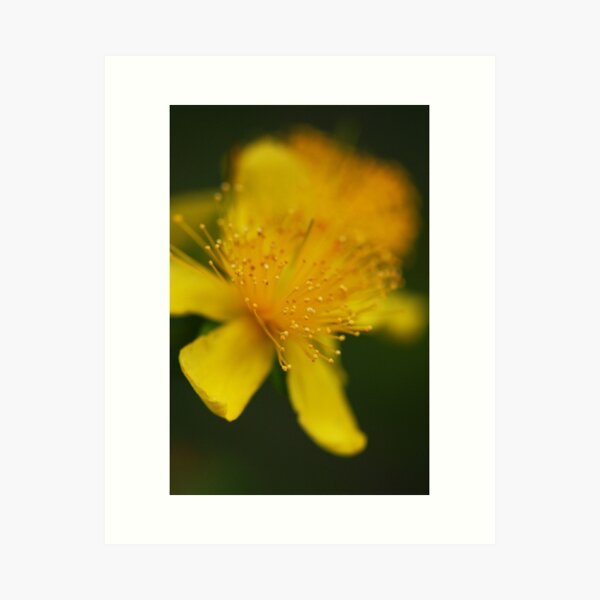 Aperçu de l'œuvre Soft focus créée et vendue par Heather Thorsen.