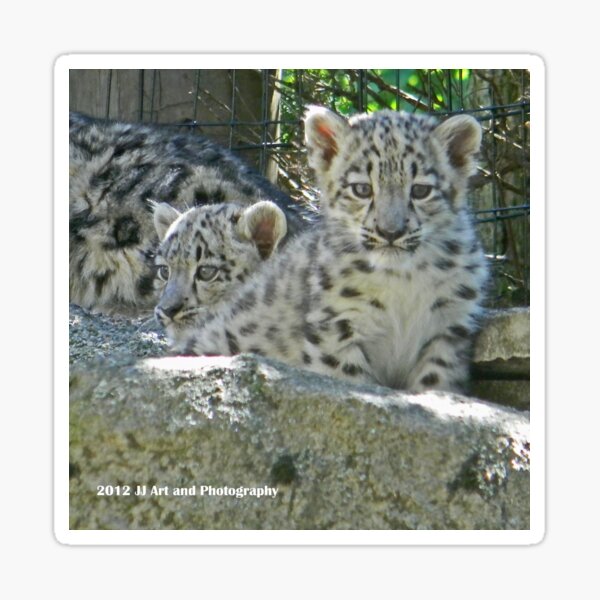 Cute Snow Leopard Cub Gifts Merchandise Redbubble