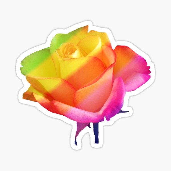 wunderschöne, bunte Rose, Rosen, Blume, Regenbogen Sticker