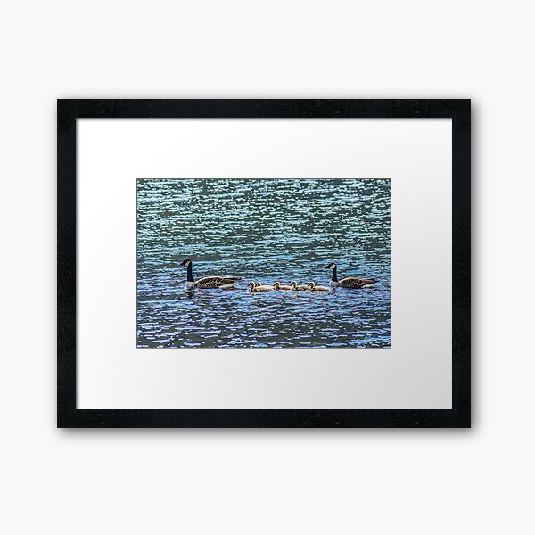 Geese, Loch Awe, Scotland Framed Art Print