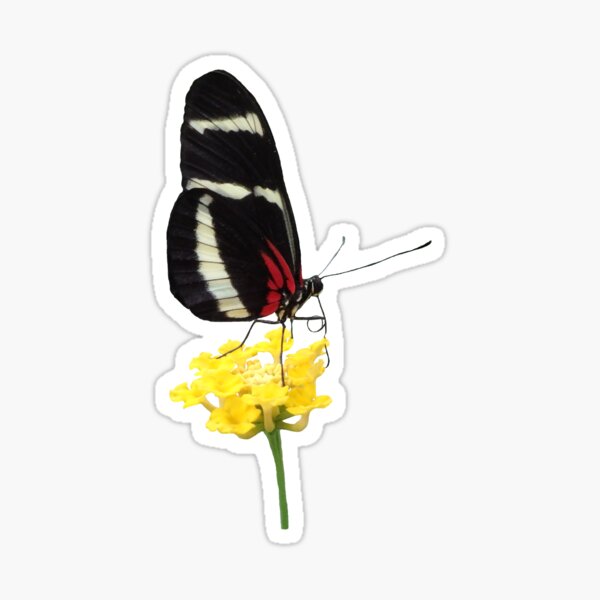 zauberhafter Schmetterling auf einer gelben Blume, Insekt, Natur Sticker