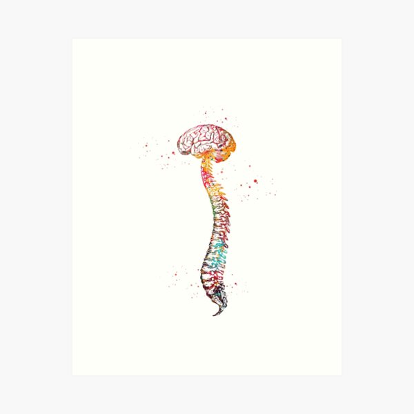Item preview, Human Spine with Brain designed and sold by Liededrom..
