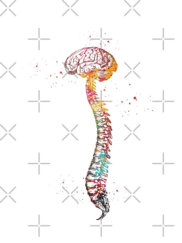 "Human Spine with Brain" Poster by erzebetth | Redbubble