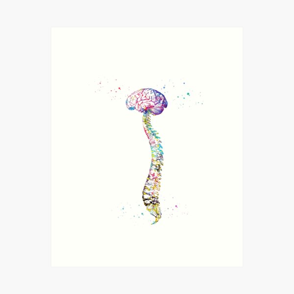 Item preview,  Human Spine with Brain designed and sold by Liededrom..