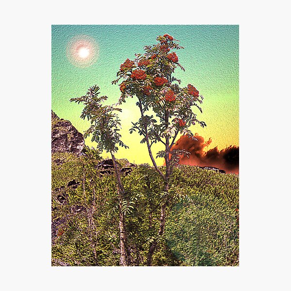WILD FLOWERS Photographic Print