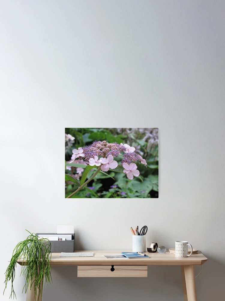 Thumbnail 2 of 3, Poster, Lilac Hydrangea designed and sold by Patsy Smiles.