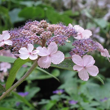 Artwork thumbnail, Lilac Hydrangea by Patsy Smiles