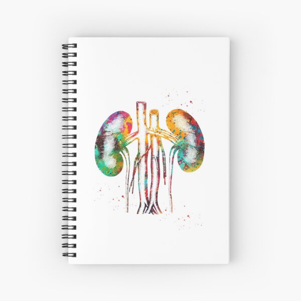 Item preview, Kidneys anatomy  designed and sold by Liededrom..