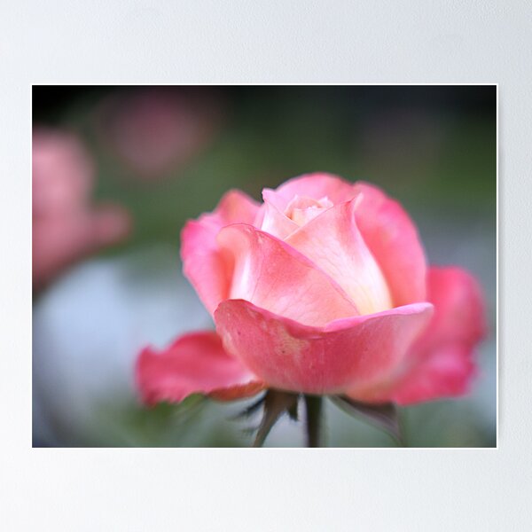 Aperçu de l'œuvre Pink Rose with Lensbaby créée et vendue par Barry Culling.