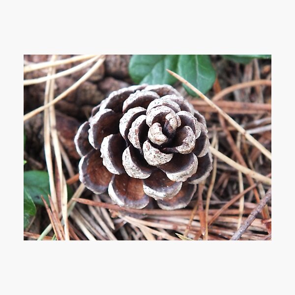 Item preview, The Tale Of The Lone Pine Cone designed and sold by altonbear.