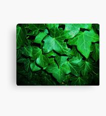Ivy Canvas Print
