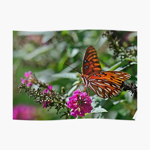 Gulf Fritillary on Butterfly Bush Poster
