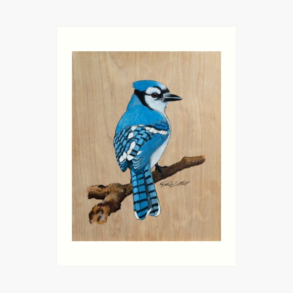 Blue Jay Watercolor Jay Art Print Audubon Print Birding 