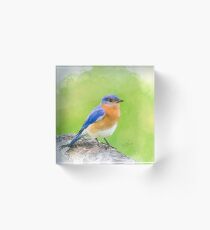 Watercolor Eastern Blue Bird - Digital Art - Nature - Wildlife Acrylic Block