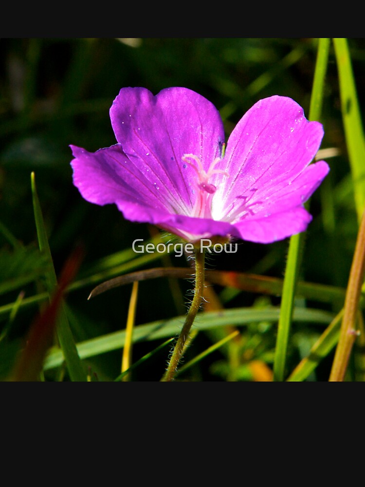 Cranesbill, Dun Eochla, Inishmore, Aran Islands by VeryIreland