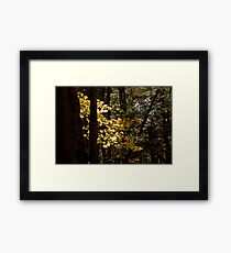 Sunlit Leaves Framed Print