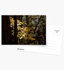 Sunlit Leaves Postcards