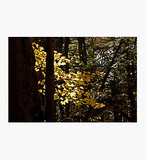 Sunlit Leaves Photographic Print