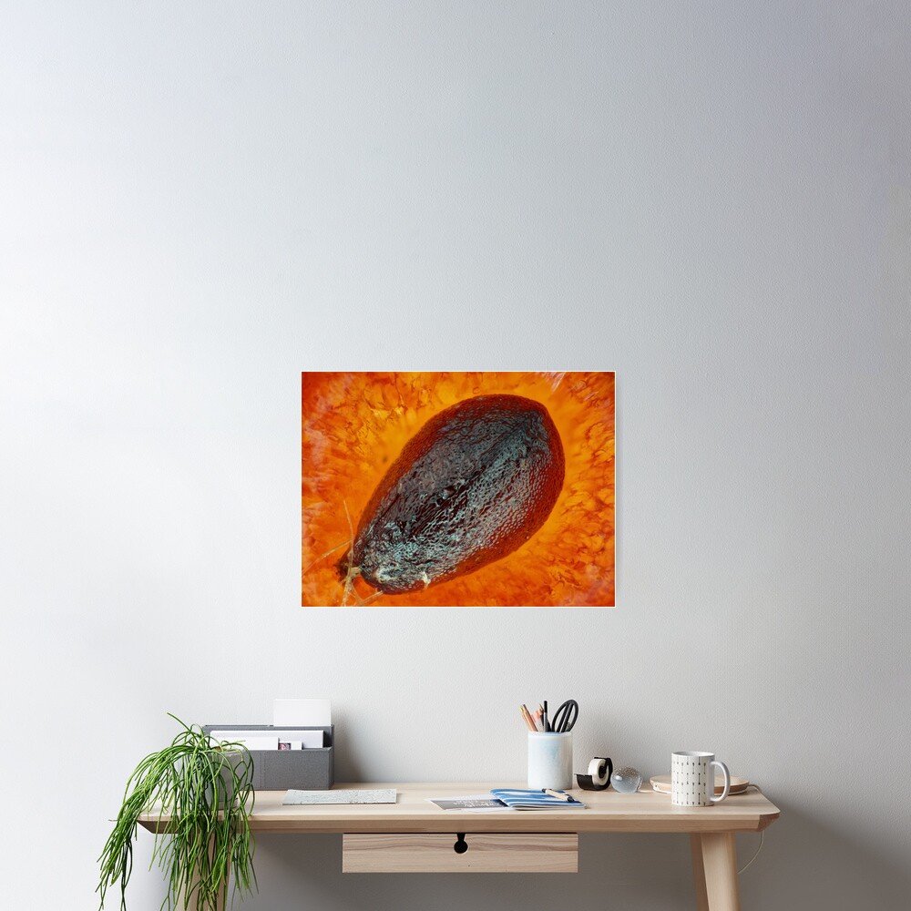 "Strawberry "seed" (achene) under the microscope" Poster by sdymchenko Redbubble