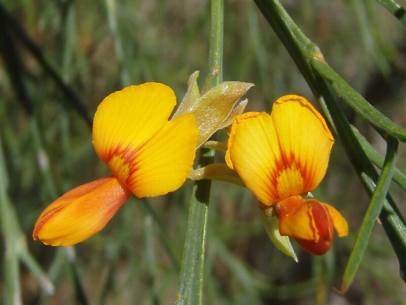 "Bacon and egg flowers" by EmmaSP Redbubble