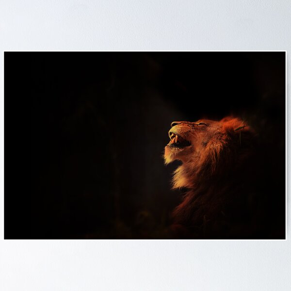 Item preview, Lion King designed and sold by Jack Toohey.