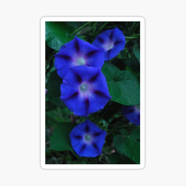 Blue Morning Drops Sticker