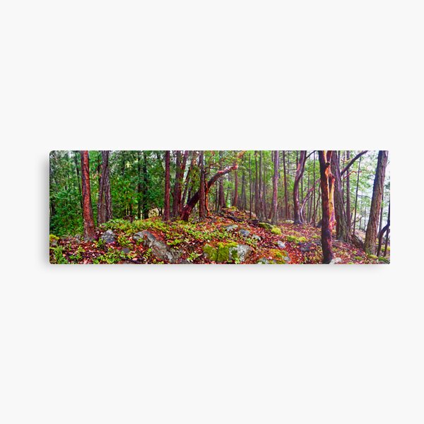 Gulf Islands Woods in the Fall - Panorama Metal Print