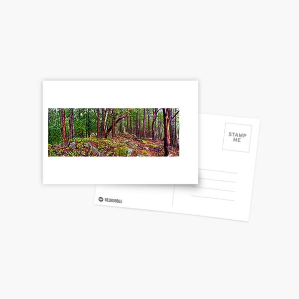 Gulf Islands Woods in the Fall - Panorama Postcard