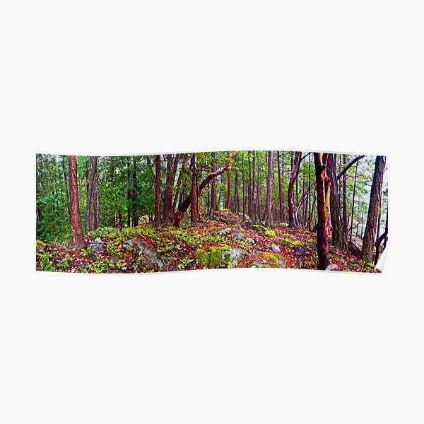 Gulf Islands Woods in the Fall - Panorama Poster