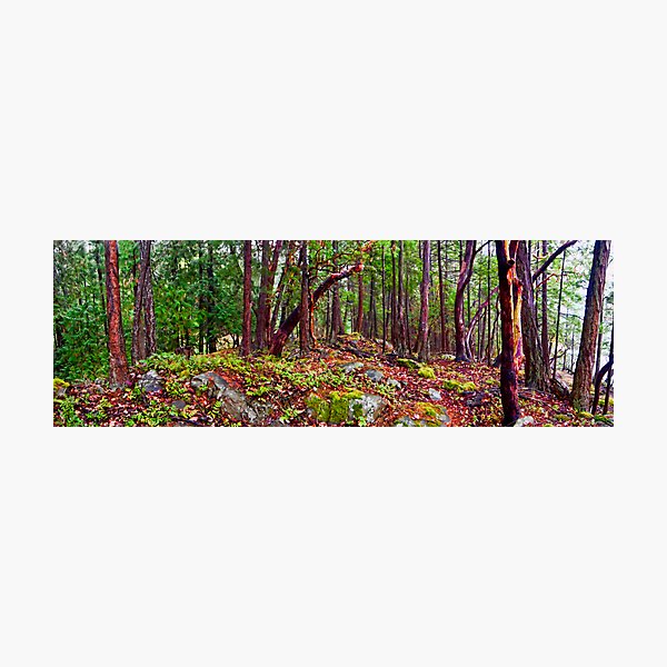 Gulf Islands Woods in the Fall - Panorama Photographic Print