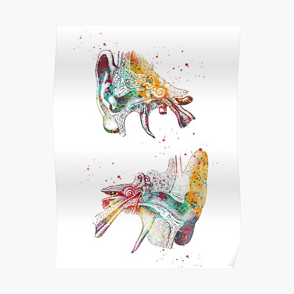 Human ear Poster